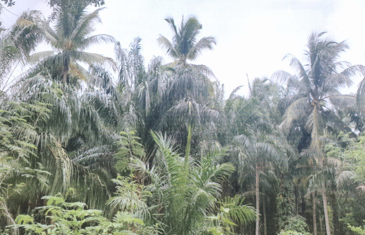 ที่ดินเปล่า ชุมพร เมืองชุมพร หาดพันไกร 321167