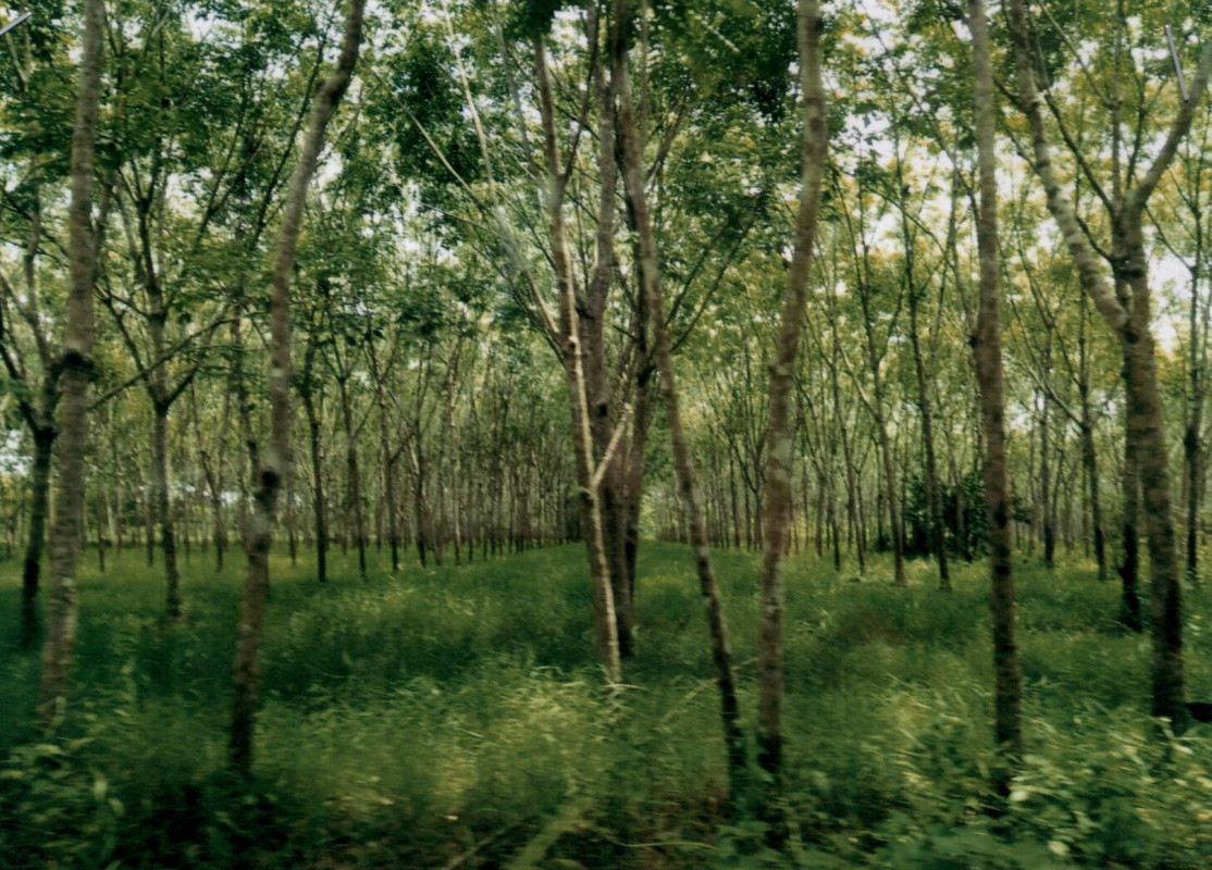 ที่ดินเปล่า สุราษฎร์ธานี วิภาวดี ตะกุกใต้ 677400