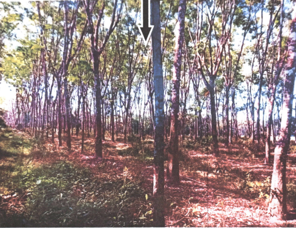 Residential land/lot Phatthalung Si Banphot Khao Pu 237600