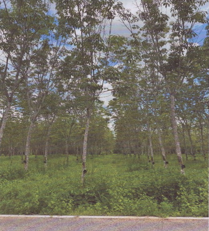 ที่ดินเปล่า สงขลา คลองหอยโข่ง คลองหลา 1719432