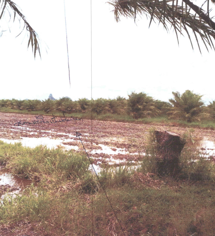 Residential land/lot Phatthalung Mueang Phatthalung Khuan Ma Phrao 433440