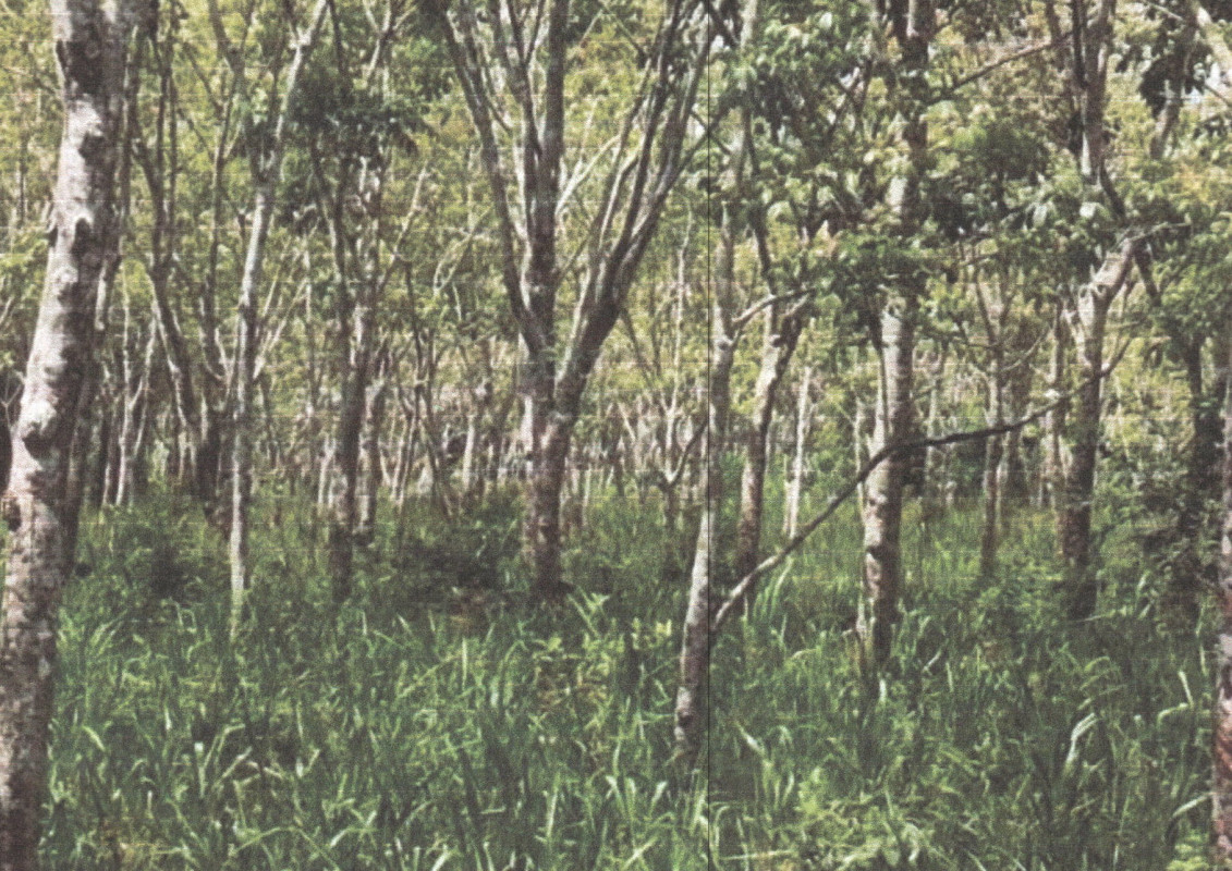 Residential land/lot Phatthalung Khao Chaison Khuan Kha Nun 252035