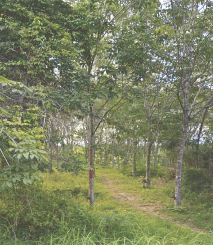 ที่ดินเปล่า นครศรีธรรมราช ฉวาง นากะชะ 1027350