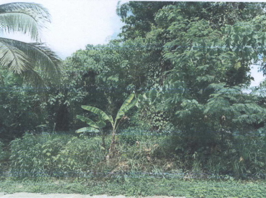 ที่ดินเปล่า สุราษฎร์ธานี พุนพิน ท่าข้าม 495000