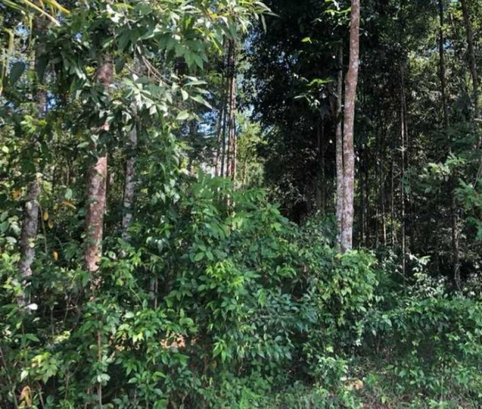 Residential land/lot Nakhon Si Thammarat Ron Phibun Ron Phibun 513252