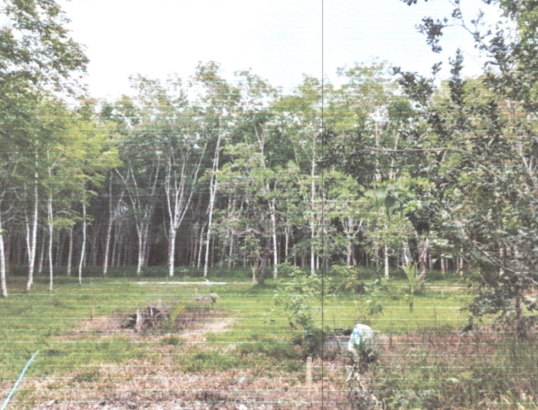 ที่ดินเปล่า พัทลุง ป่าพะยอม เกาะเต่า 1200360