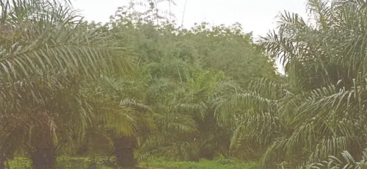 ที่ดินเปล่า นครศรีธรรมราช ร่อนพิบูลย์ ควนพัง 579000