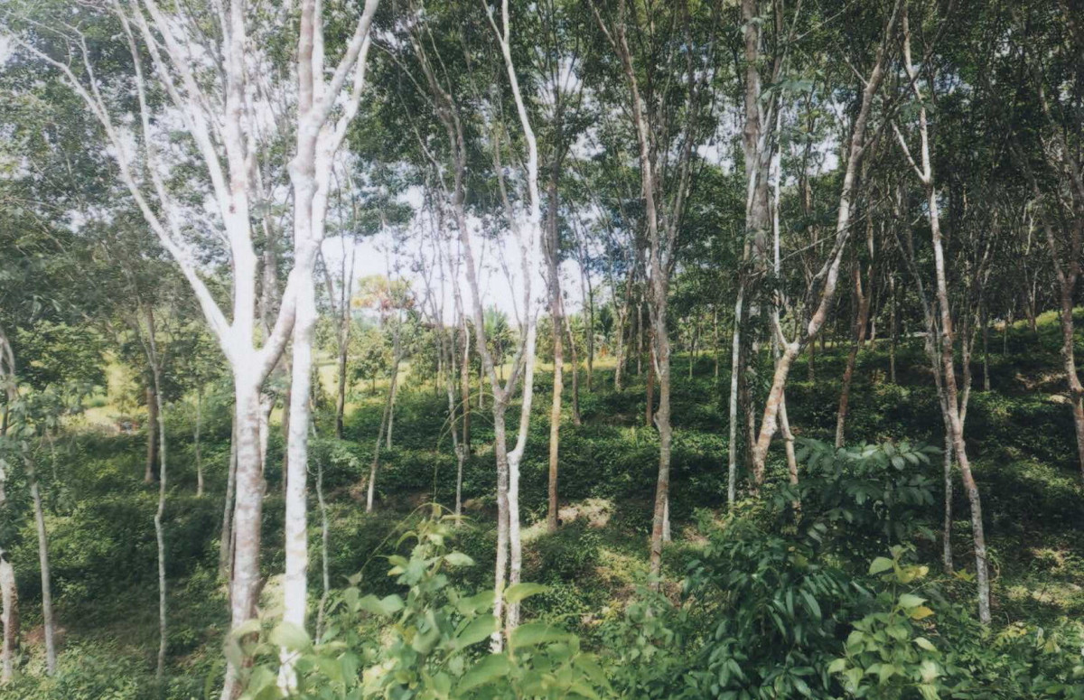 ที่ดินเปล่า นครศรีธรรมราช ฉวาง ห้วยปริก 421000