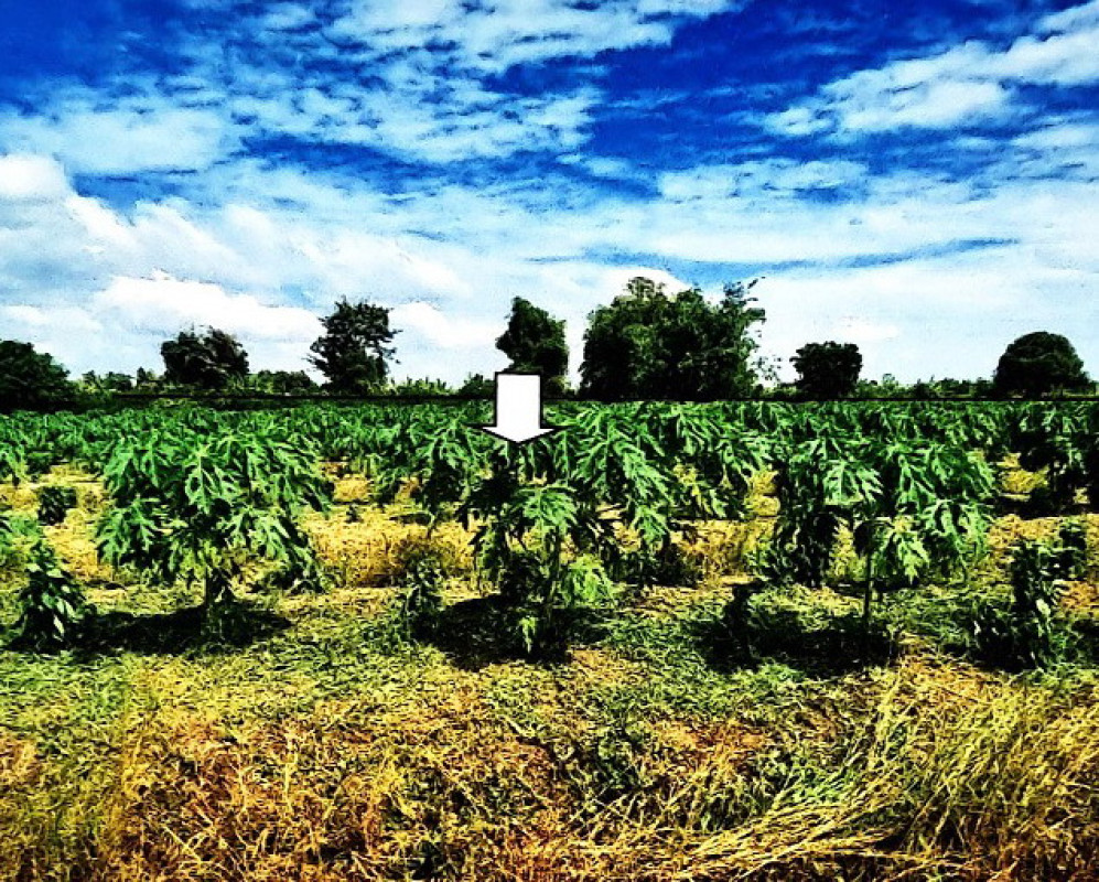 ที่ดินเปล่า กำแพงเพชร ขาณุวรลักษบุรี ยางสูง 653580