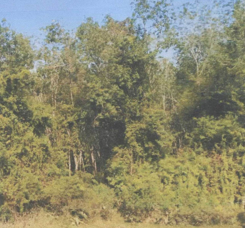 ที่ดินเปล่า ปัตตานี ยะรัง วัด 103600