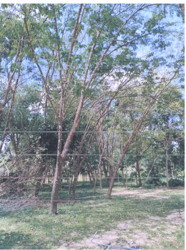 ที่ดินเปล่า ยะลา รามัน บาลอ 333710