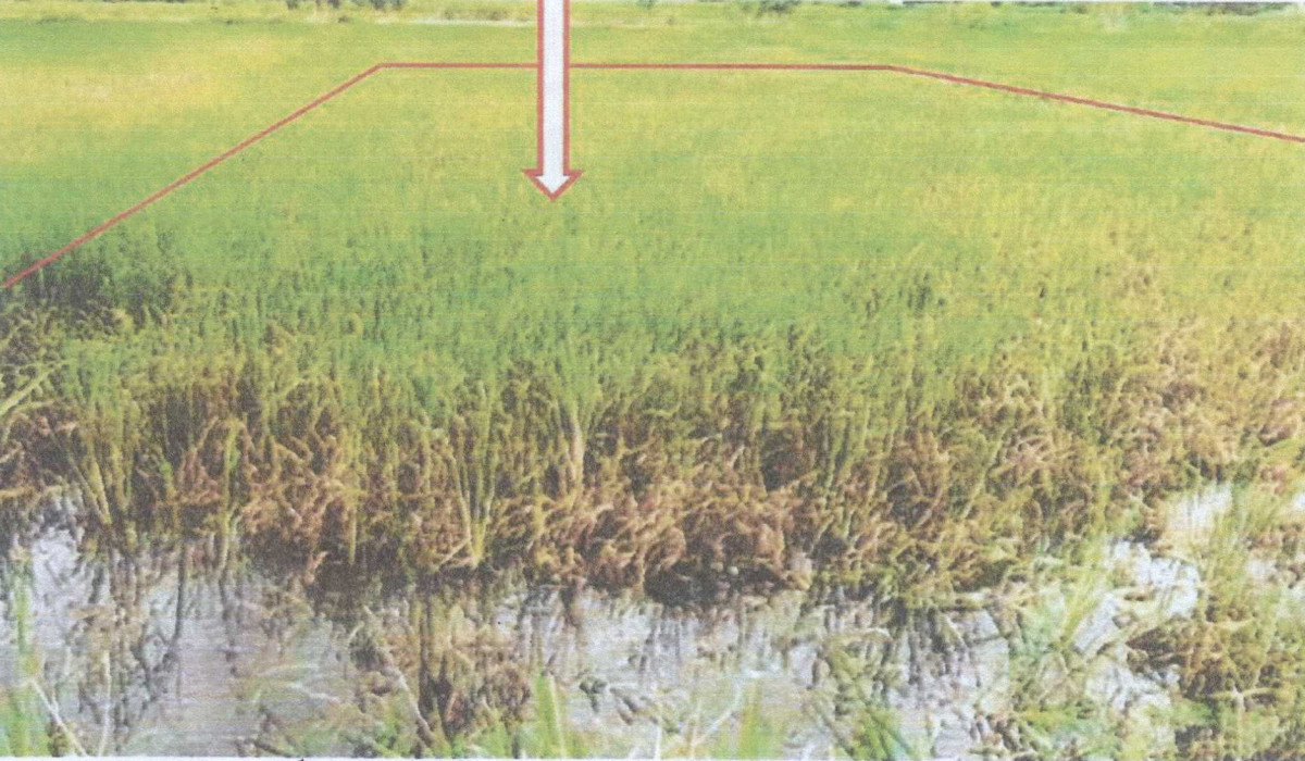 ที่ดินเปล่า ยโสธร ป่าติ้ว กระจาย 32340