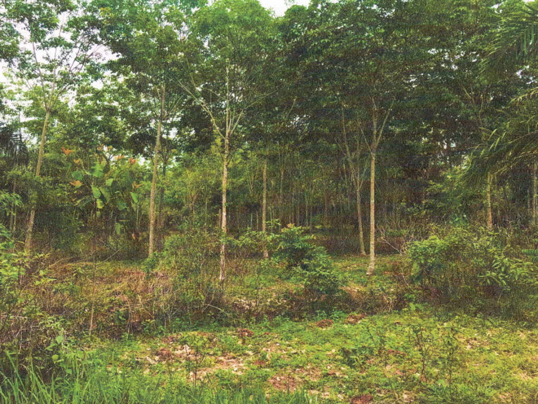 Residential land/lot Krabi Mueang Krabi Krabi Noi 1445400