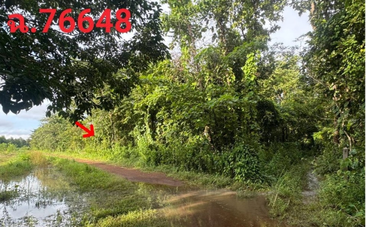 ที่ดินเปล่า สกลนคร เจริญศิลป์ โคกศิลา 249000