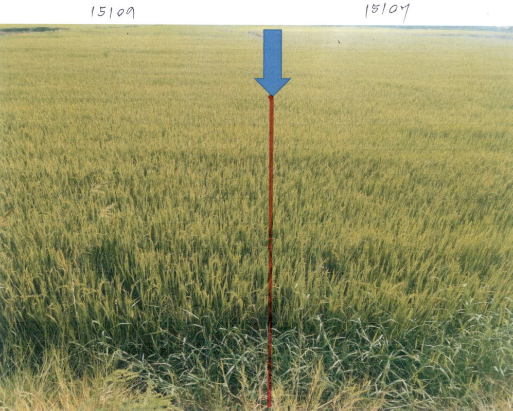 ที่ดินเปล่า กาฬสินธุ์ ฆ้องชัย เหล่ากลาง 120000