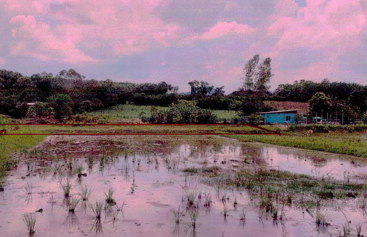 ที่ดินเปล่า เลย วังสะพุง ปากปวน 151600