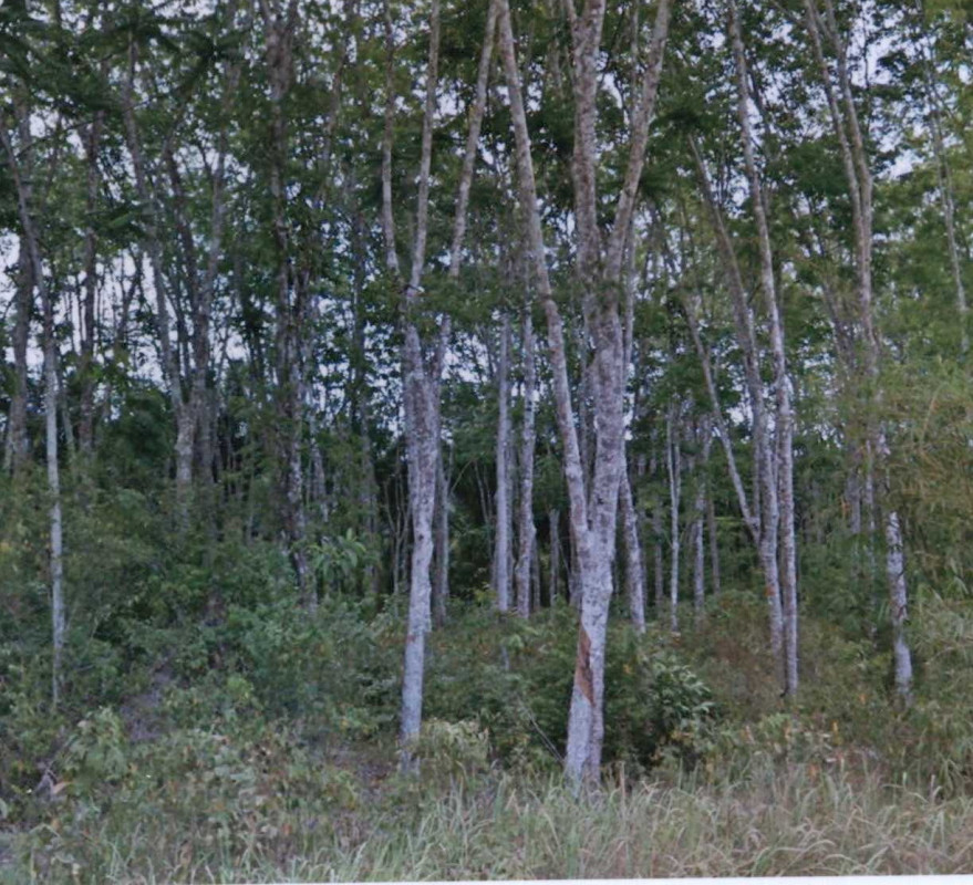 Residential land/lot Nakhon Si Thammarat Na Bon Thung Song 476700