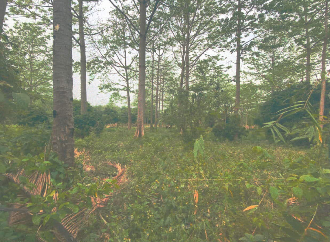 ที่ดินเปล่า น่าน ภูเพียง เมืองจัง 106260