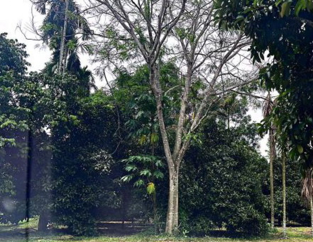 ที่ดินเปล่า นครศรีธรรมราช นบพิตำ นาเหรง 195200