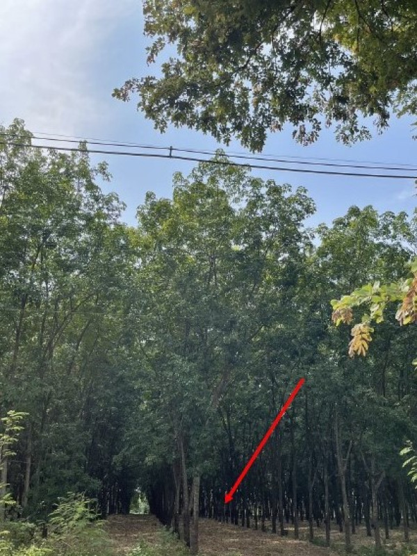 ที่ดินเปล่า อุดรธานี หนองวัวซอ หนองวัวซอ 405150