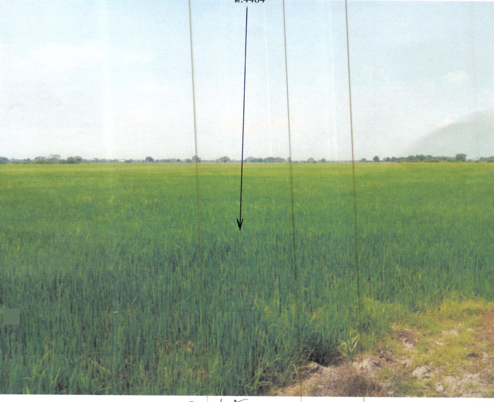 ที่ดินเปล่า สุพรรณบุรี บางปลาม้า วัดดาว 941160