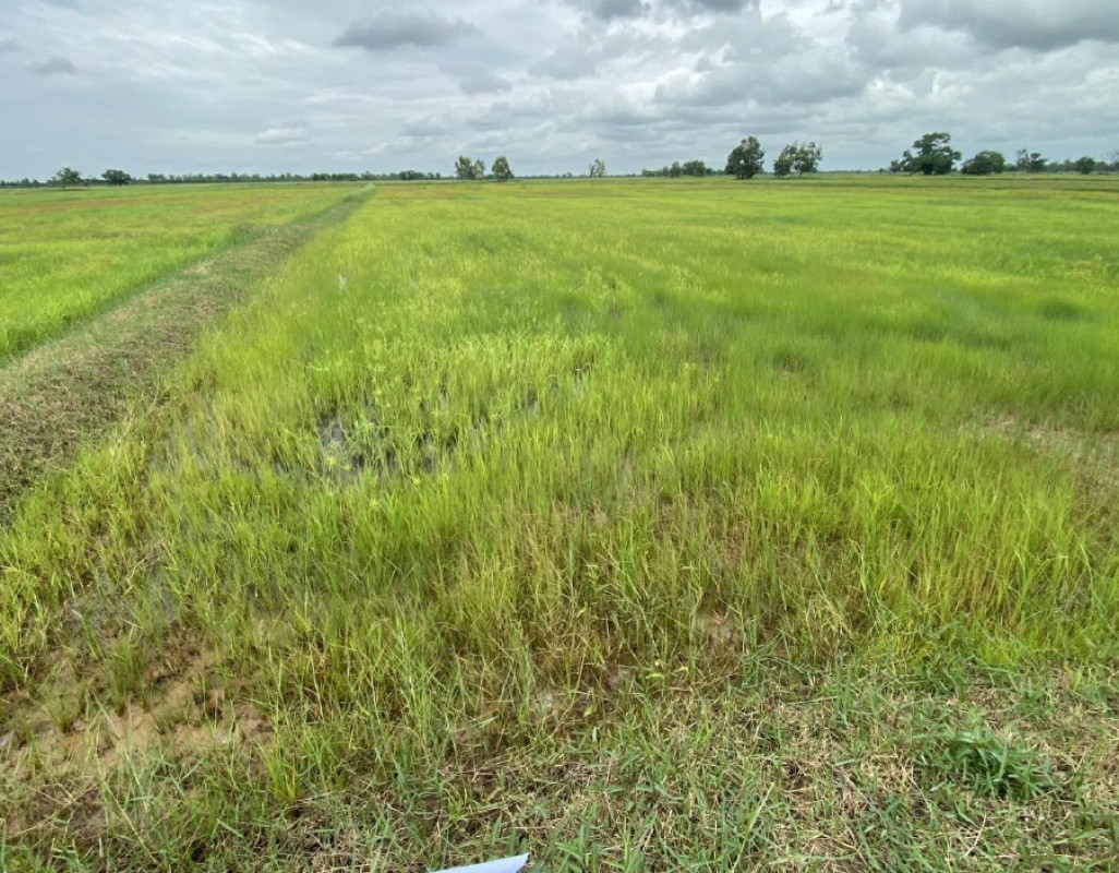 Residential land/lot Maha Sarakham Phayakkhaphum Phisai Mek Dam 204465