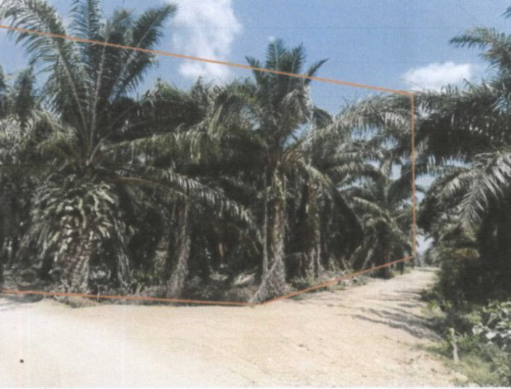 ที่ดินเปล่า พังงา ตะกั่วป่า ตำตัว 4969500