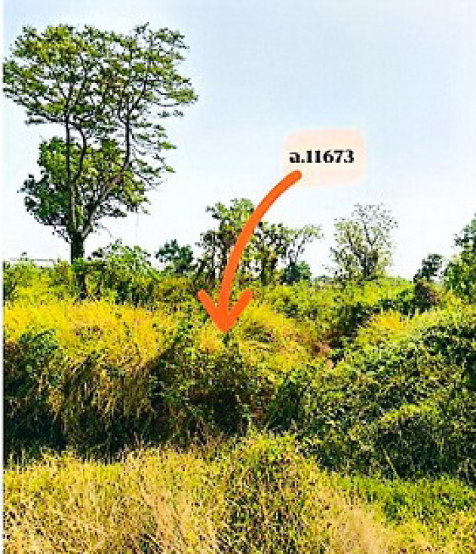 ที่ดินเปล่า นครนายก องครักษ์ ศีรษะกระบือ 352000