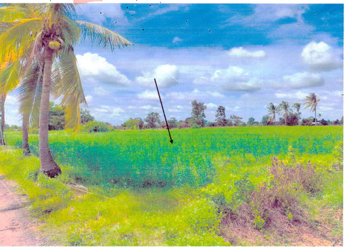 ที่ดินเปล่า ศรีสะเกษ ยางชุมน้อย ยางชุมใหญ่ 209352
