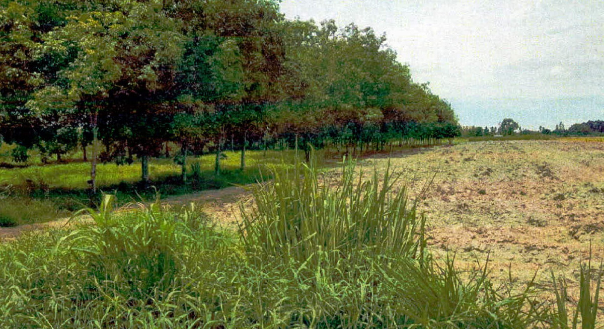 ที่ดินเปล่า กำแพงเพชร ไทรงาม หนองทอง 1053016