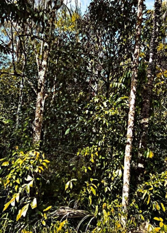 Residential land/lot Pattani Kapho Karubi 60840