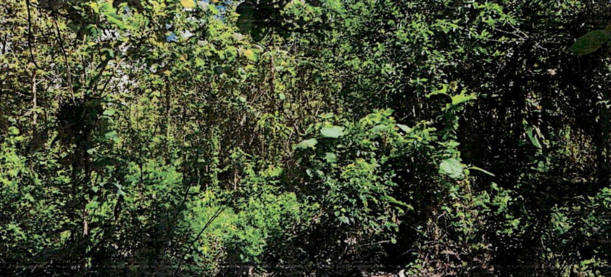 Residential land/lot Lampang Mae Tha Hua Suea 20000