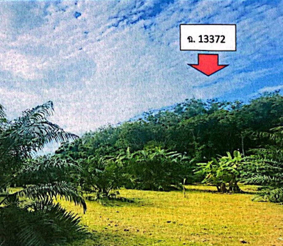 ที่ดินเปล่า ตรัง สิเกา ไม้ฝาด 56100