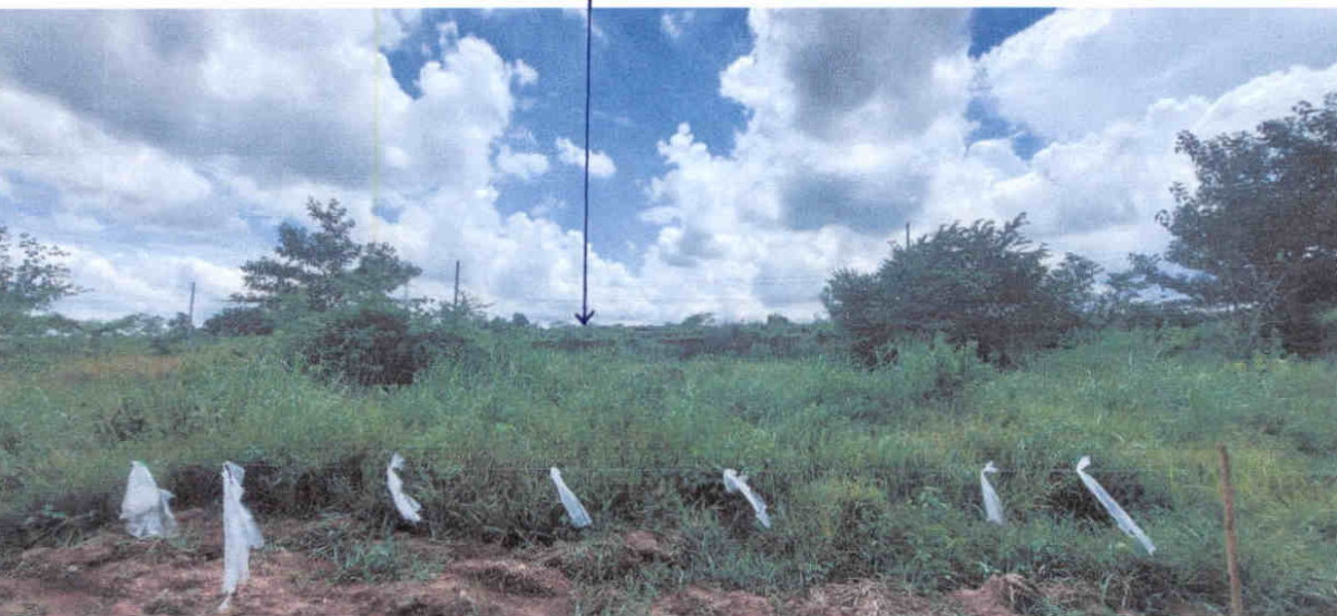 ที่ดินเปล่า สระบุรี แก่งคอย ชำผักแพว 50000