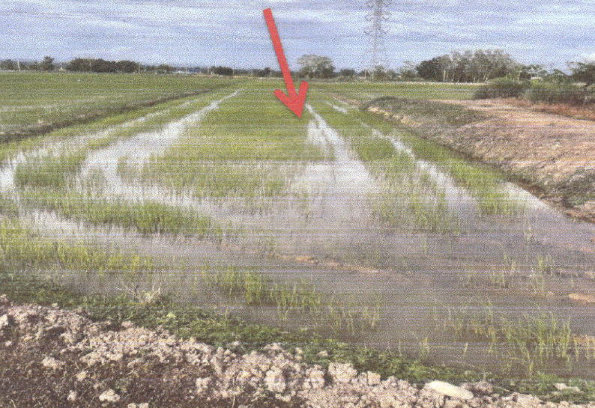 ที่ดินเปล่า แพร่ สอง หัวเมือง 61125