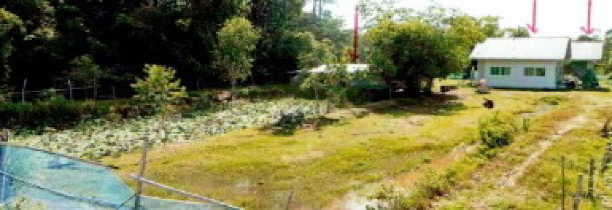 บ้านเดี่ยว บุรีรัมย์ ประโคนชัย ไพศาล 804930