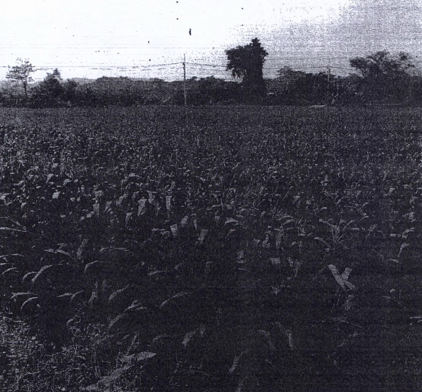 ที่ดินเปล่า น่าน บ้านหลวง ป่าคาหลวง 95400