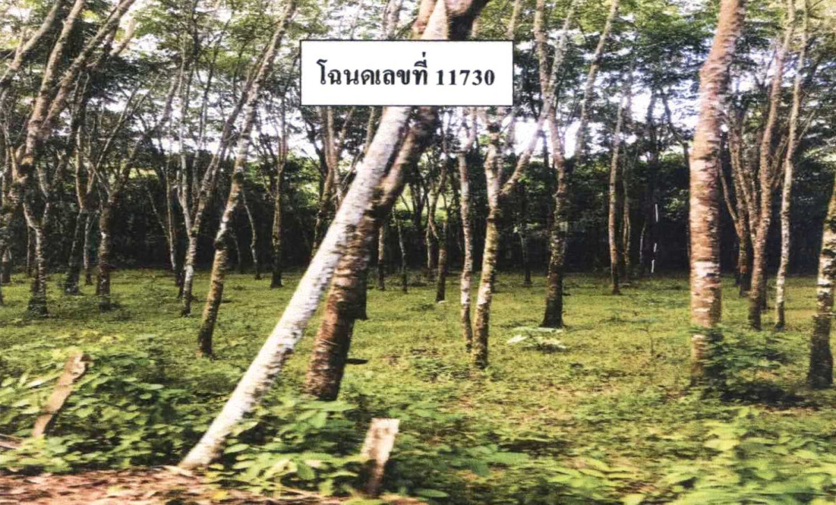 Residential land/lot Pattani Sai Buri Tabing 85215