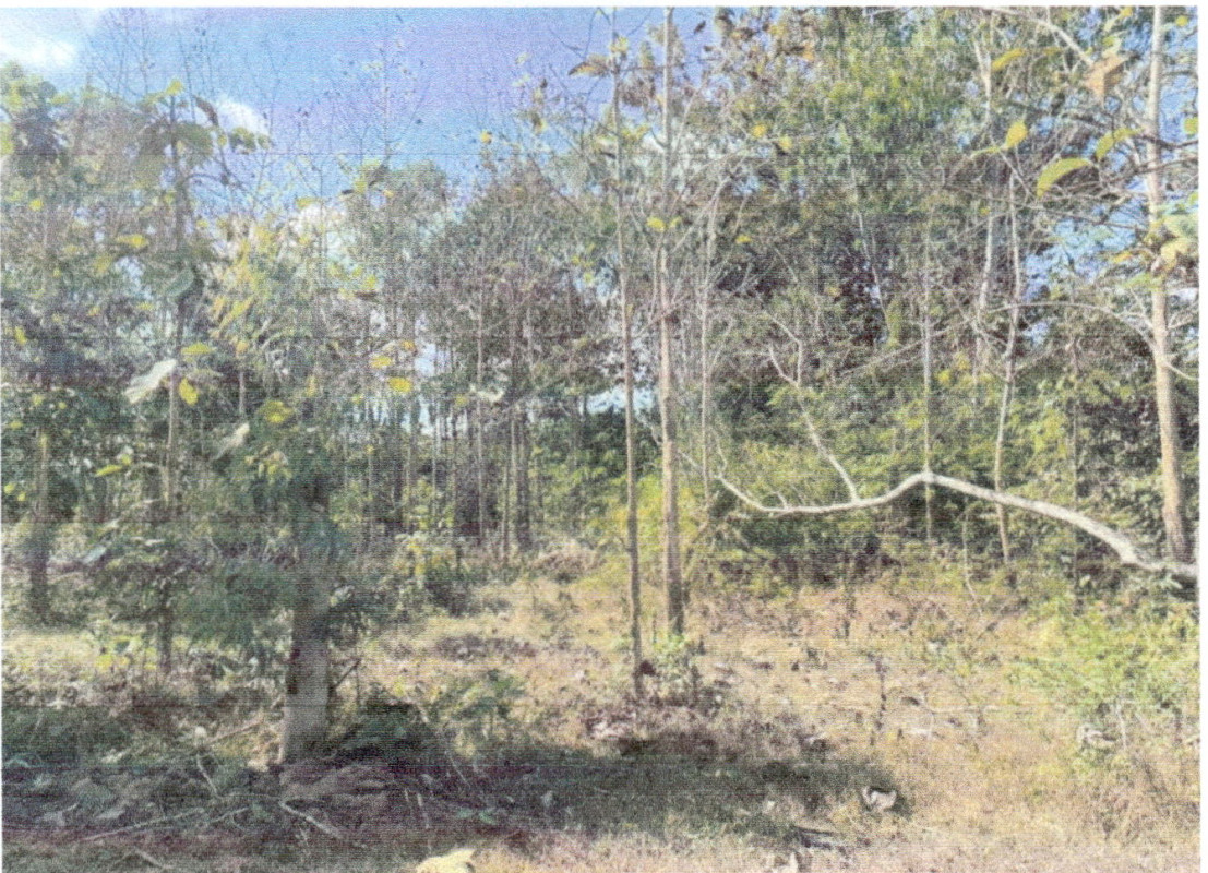 บ้านเดี่ยว เลย เมืองเลย เมือง 235000