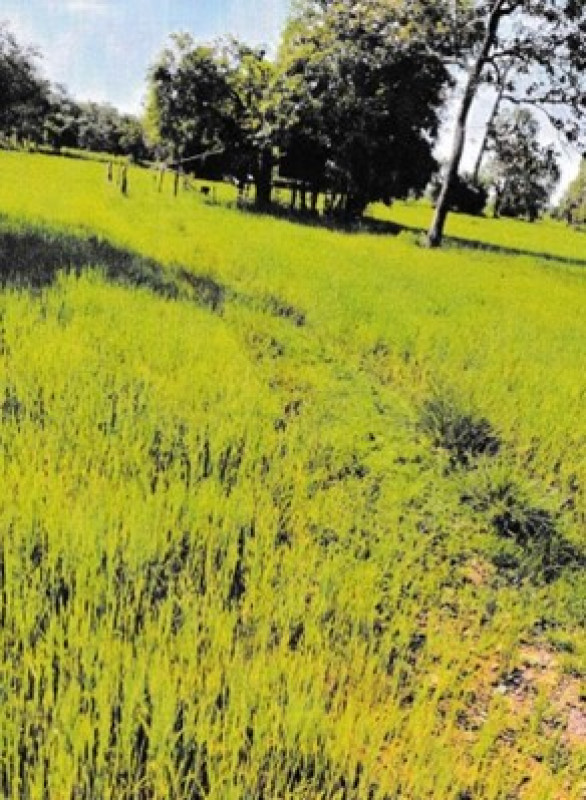 ที่ดินเปล่า นครพนม ศรีสงคราม หาดแพง 418500