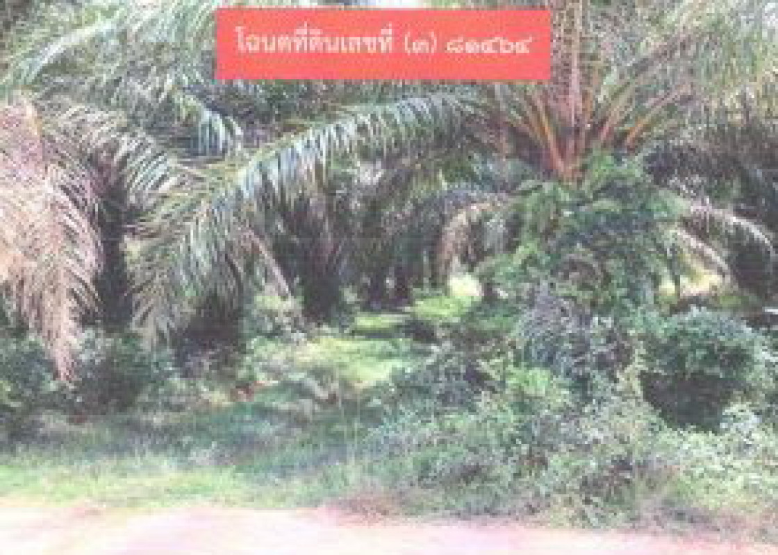 ที่ดินเปล่า สงขลา จะนะ คู 317520