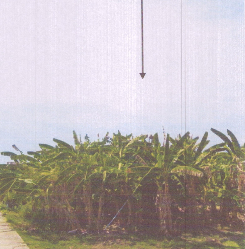 ที่ดินเปล่า สงขลา ระโนด วัดสน 671100