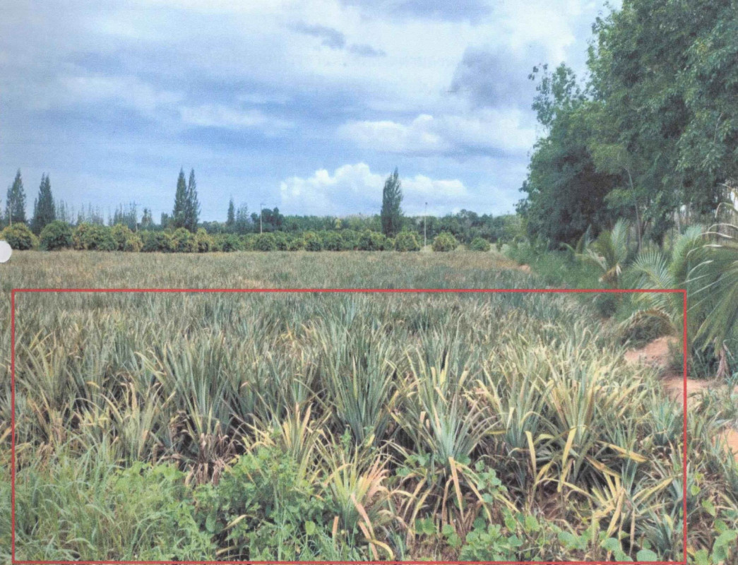 ที่ดินเปล่า ประจวบคีรีขันธ์ สามร้อยยอด ศิลาลอย 312906