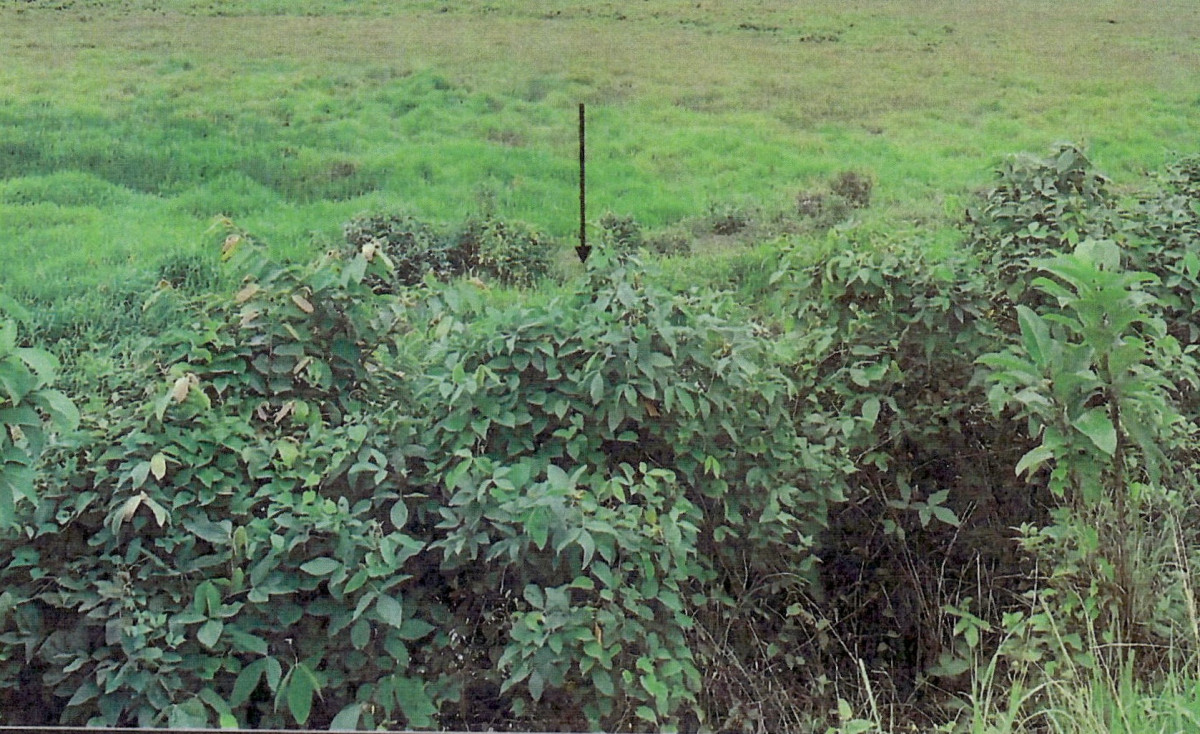 ที่ดินเปล่า ปัตตานี มายอ สะกำ 21890