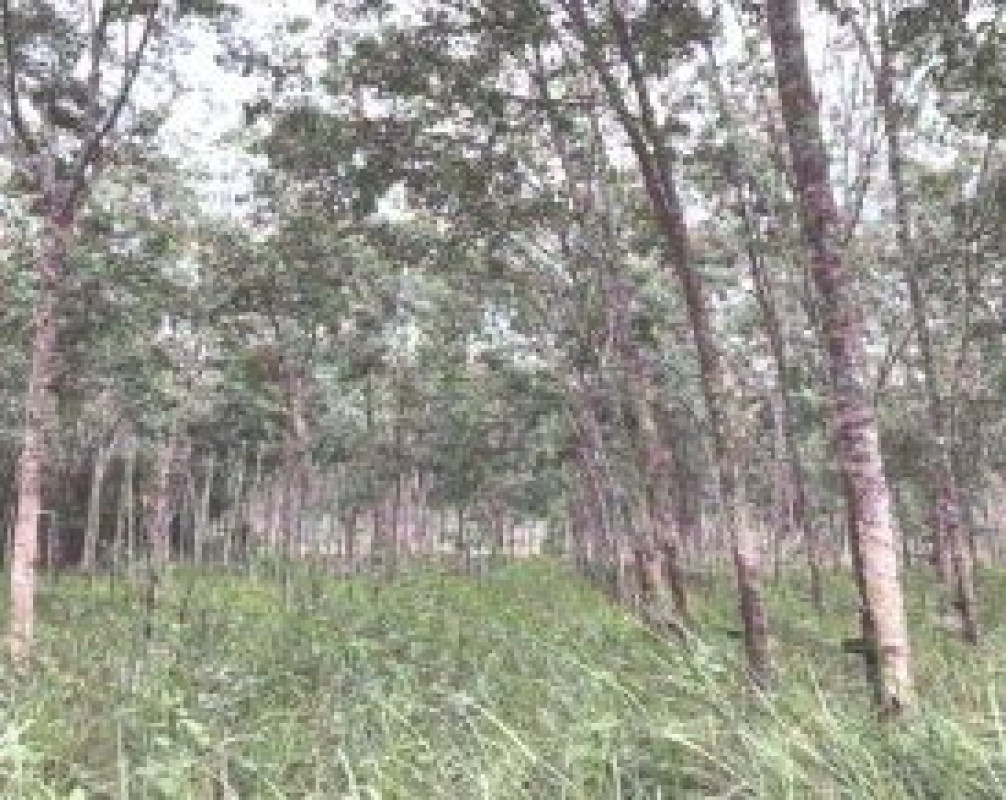 ที่ดินเปล่า สงขลา เทพา ท่าม่วง 146190