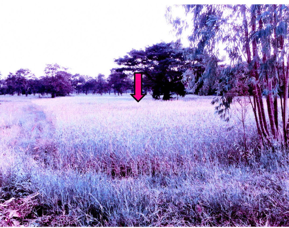 ที่ดินเปล่า ยโสธร มหาชนะชัย บึงแก 352800