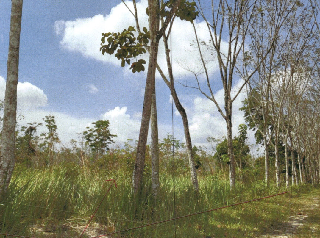 Residential land/lot Phatthalung Pa Bon Nong Thong 345625