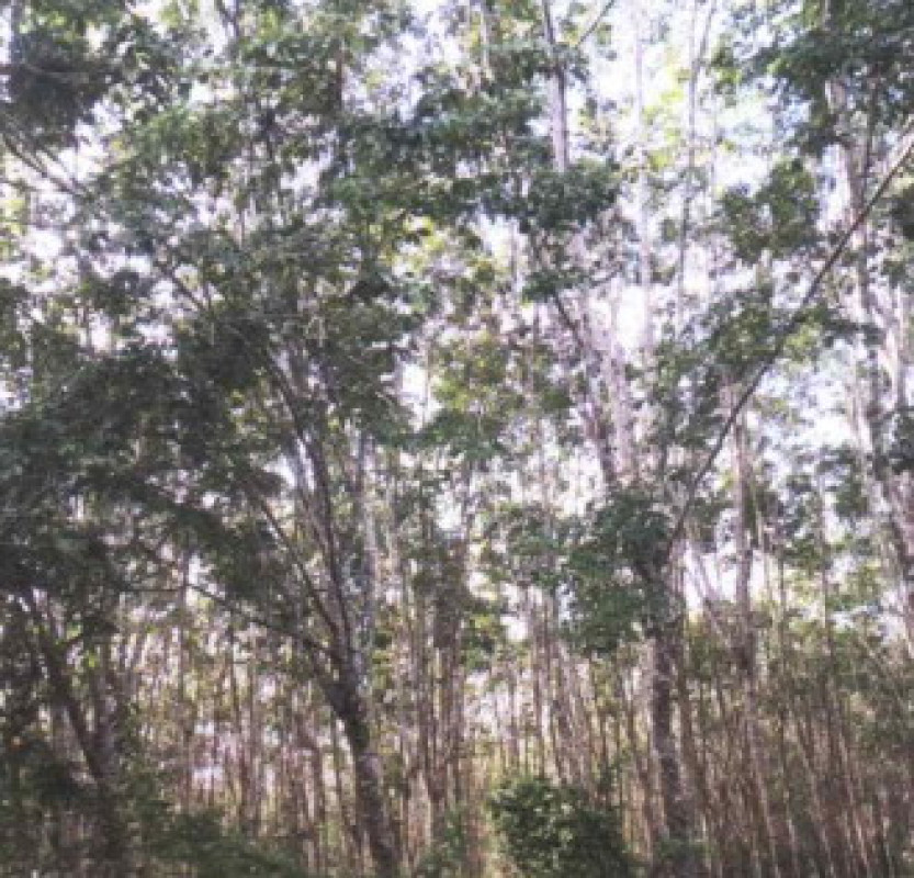 ที่ดินเปล่า นครศรีธรรมราช นบพิตำ กะหรอ 1471980