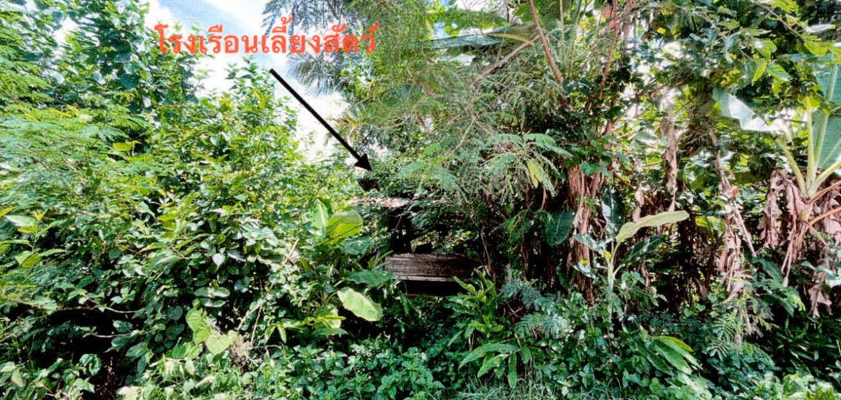 บ้านเดี่ยว ศรีสะเกษ กันทรารมย์ ยาง 33280