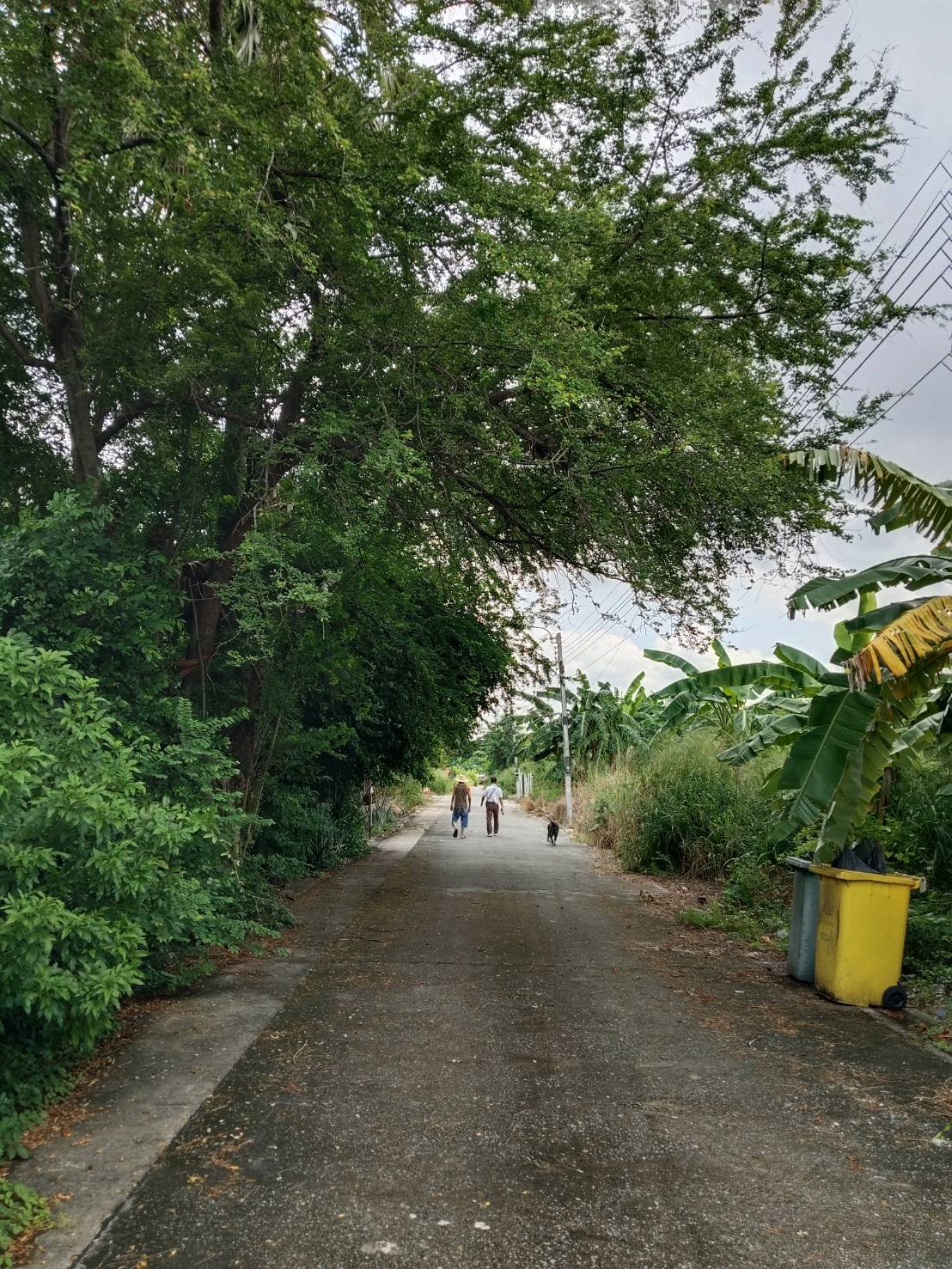 ที่ดินเปล่า นนทบุรี ปากเกร็ด บางตลาด 17670000